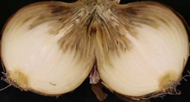 Popis a léčba nemocí cibule, kontrolní opatření a co dělat